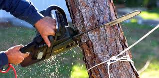 Best Tree and Shrub Care  in Hillsborough, NJ
