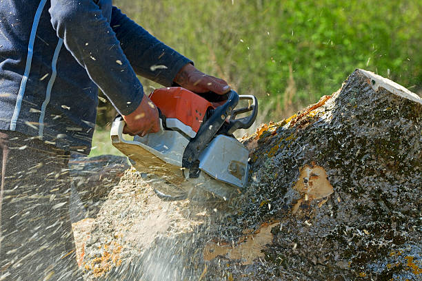 How Our Tree Care Process Works  in  Hillsborough, NJ